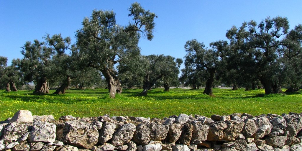 Ruta de los Olivos Milenarios: Explorando el Campo de Puglia